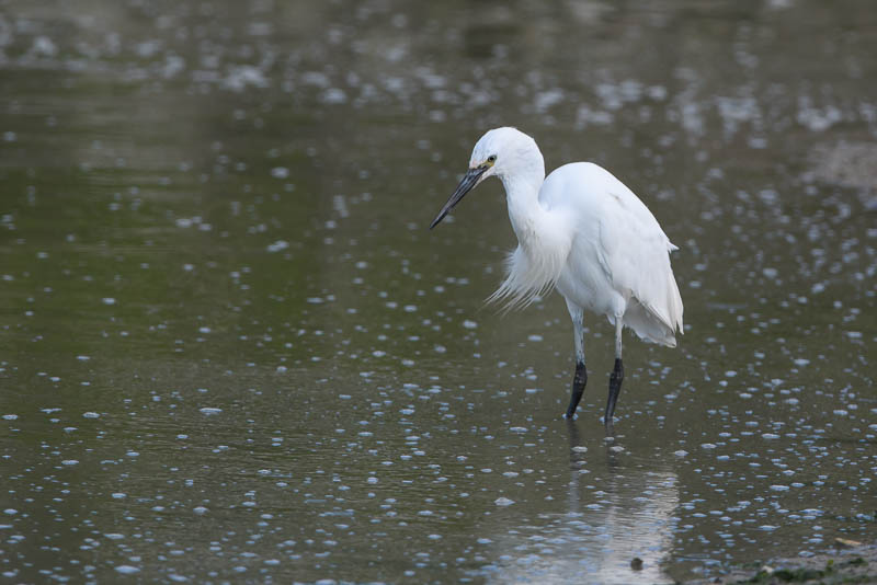 Kleine Zilverreiger